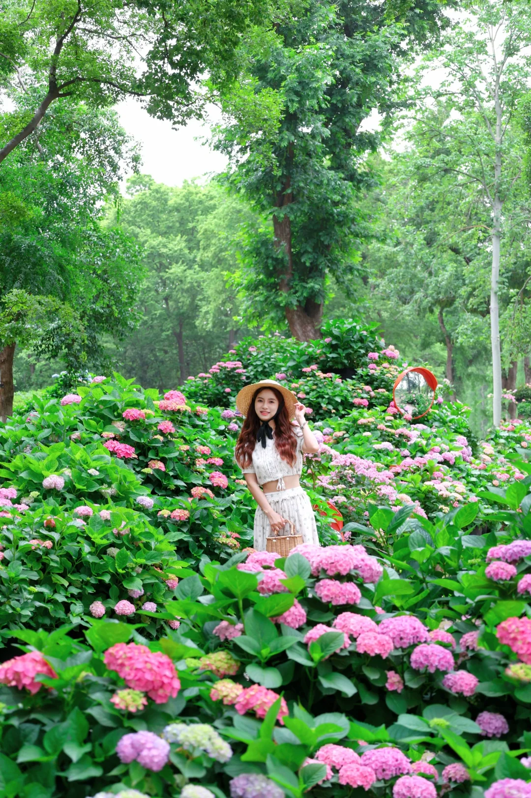 5.7实拍🌸不藏了‼️武汉这个公园绣球开爆啦…