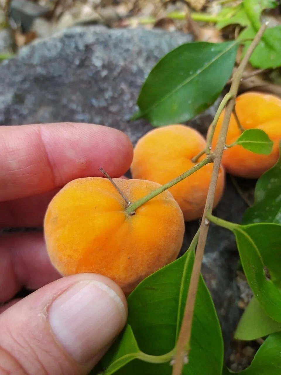 南美洲稀有浆果Eugenia beaurepairiariana