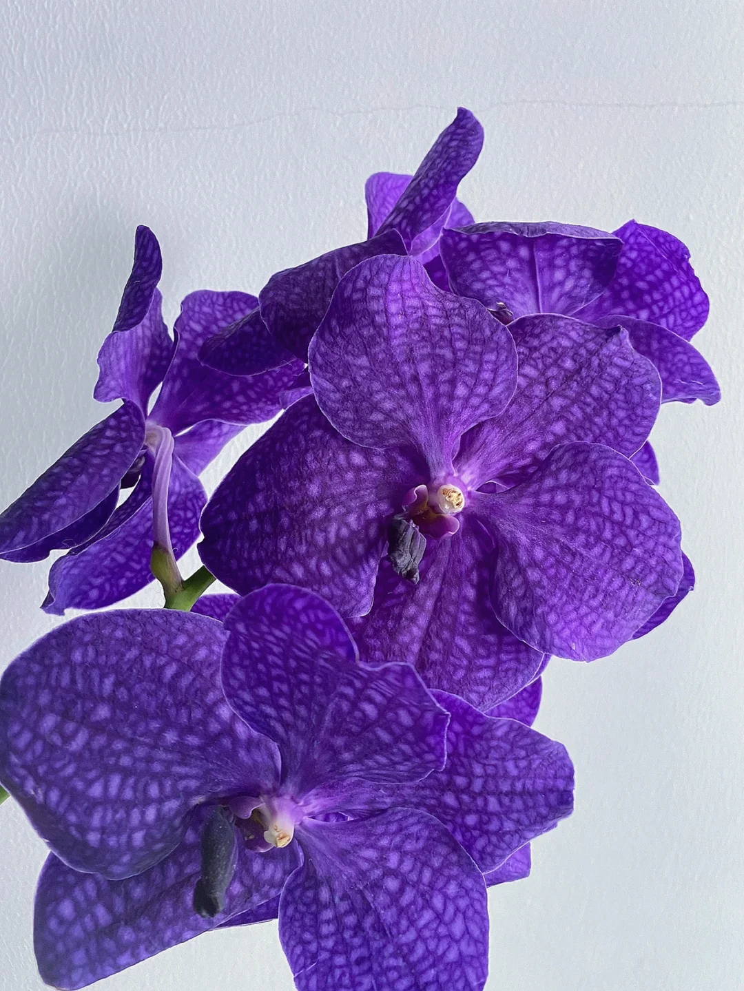 带你每天认识一种花材127 ｜深紫色胡姬花