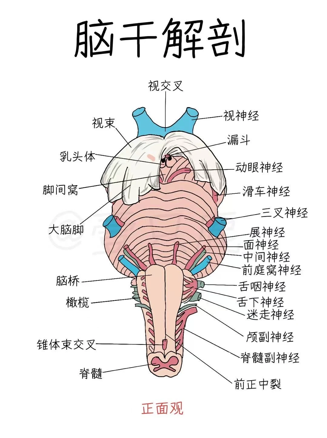 医学生笔记📝｜脑干解剖