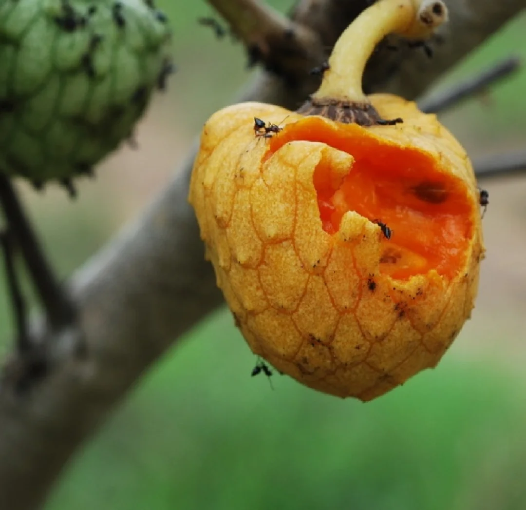 非洲野番荔枝Annona senegalensis