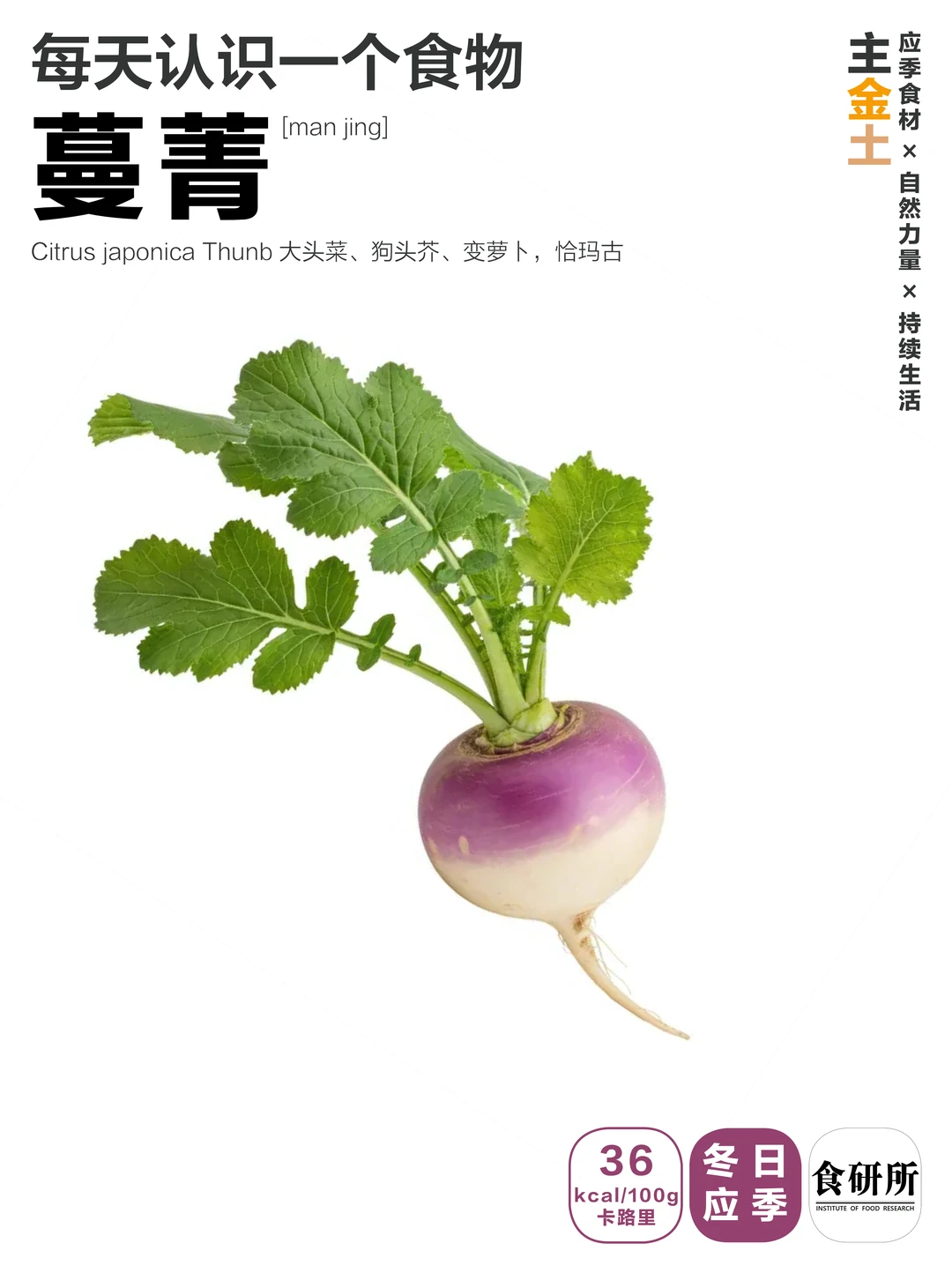蔓菁manjing | 大头菜今天多少钱？