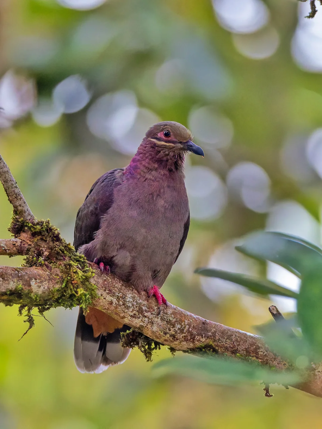 拍到罕见的暗紫色鸽鸽：大褐果鸠