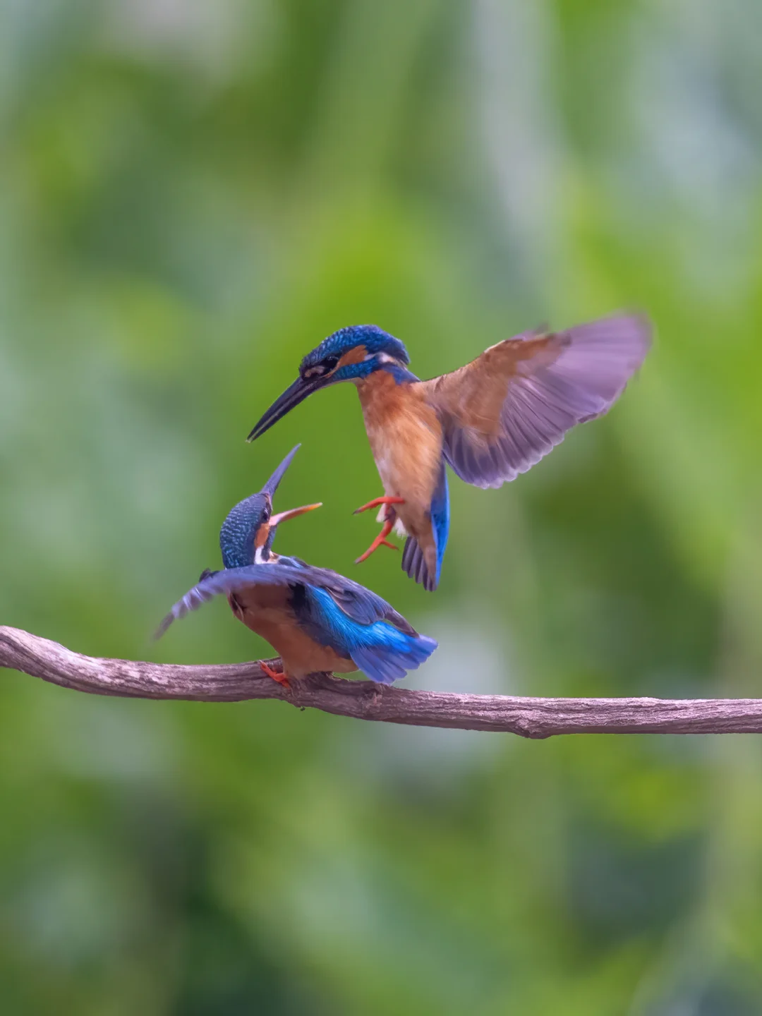 羞羞的小翠恋人