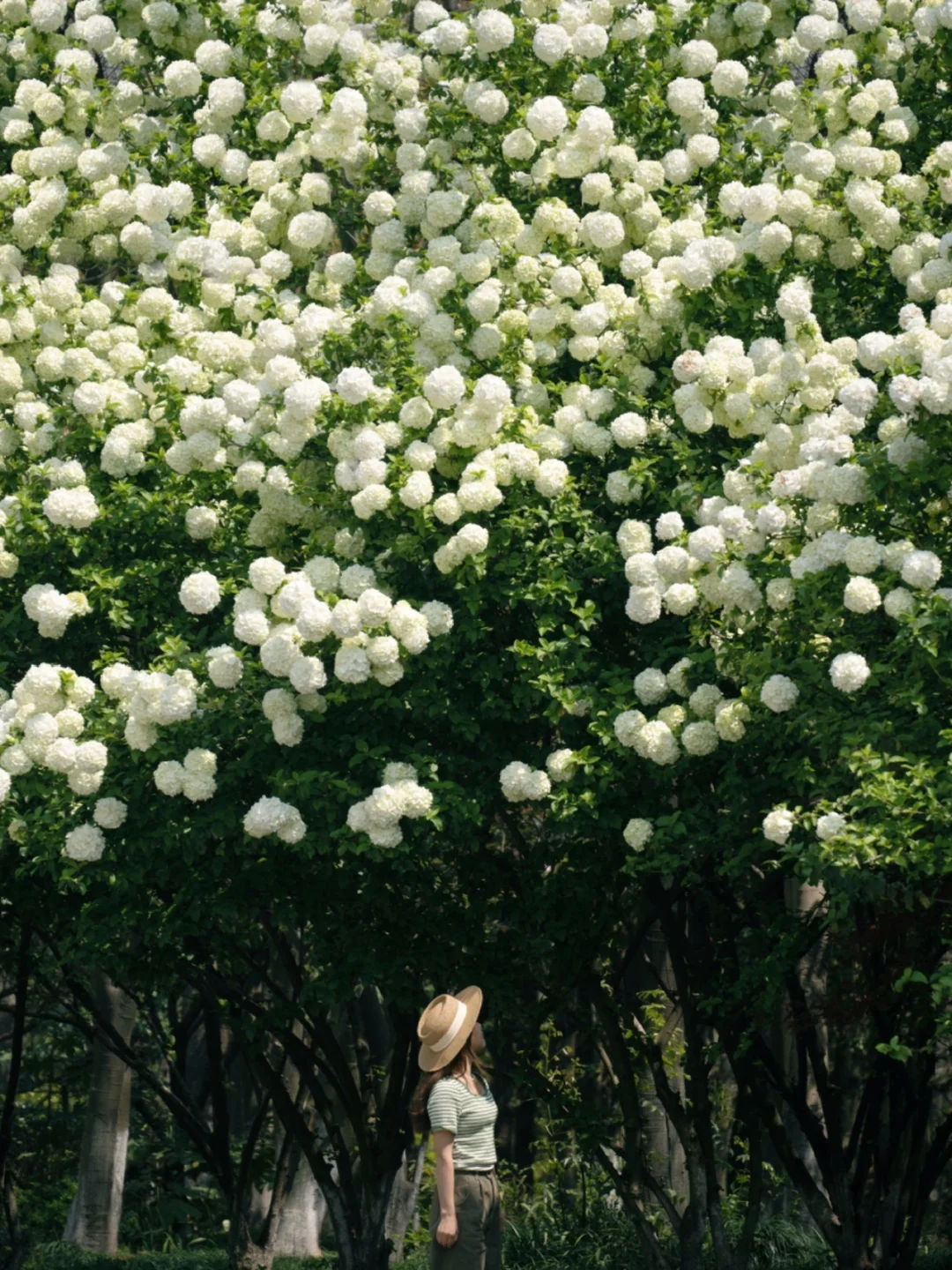 去看绣球花吗⁉️一个人承包绣球瀑布的那种！