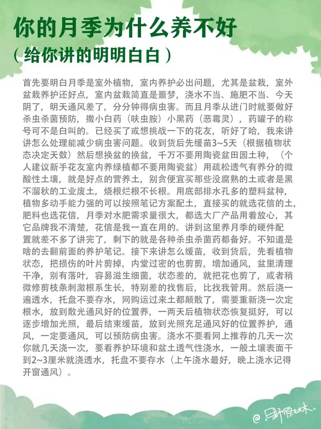 月季为什么养不好，给你讲的明明白白。