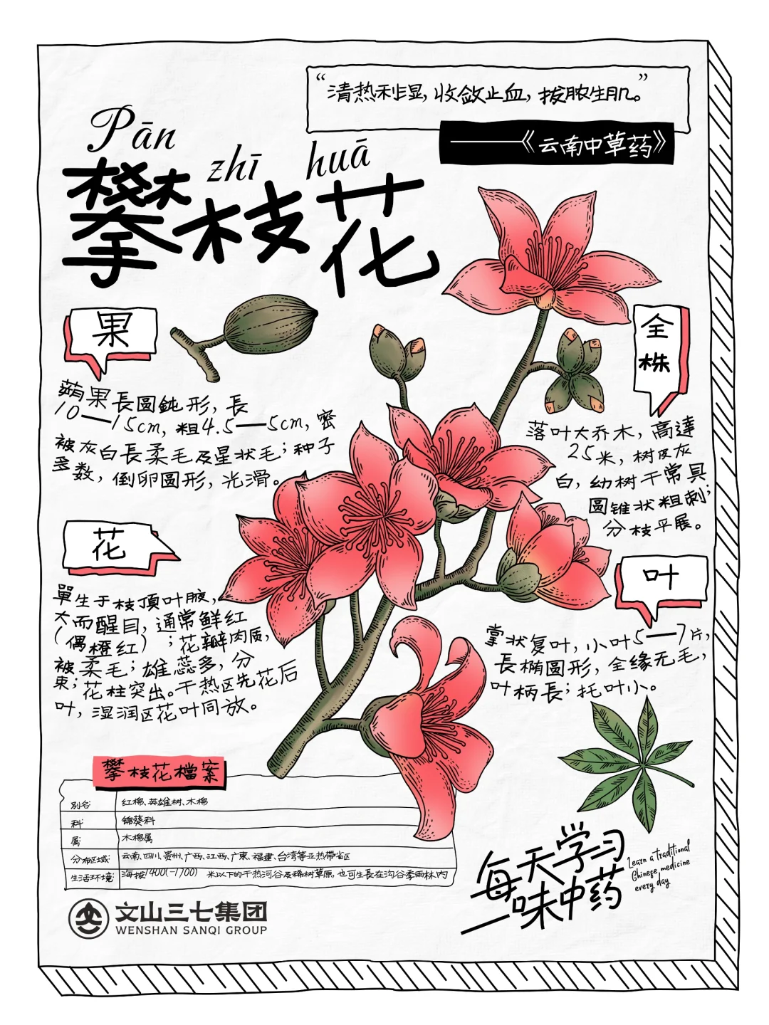 👉🏻每天学习一味中药｜攀枝花