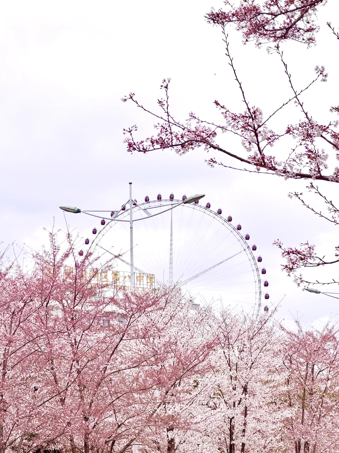 3.18实拍！贵阳诚信南路🌸晚樱/海棠盛放‼️