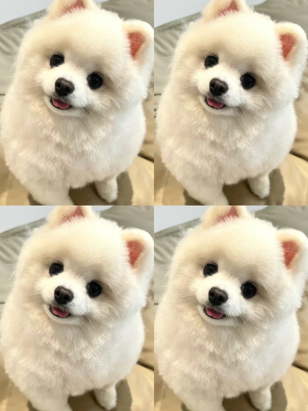 想要一个全是可爱博美照片的评论区！！！