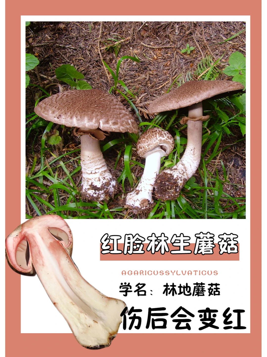 它是林地里常见的可食用野生菌