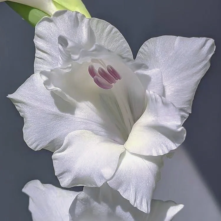 带你每天认识一种花材104｜忧郁唐菖蒲