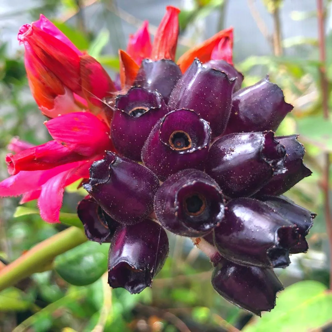 哥伦比亚稀有浆果～魅惑玫瑰Cavendishia