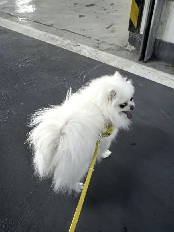 60多岁，给自己找个小伴🐶