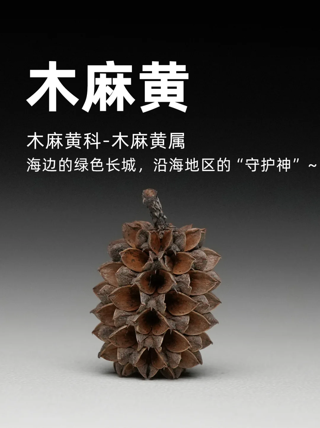 木麻黄：海边的绿色长城,沿海地区的“守护神”