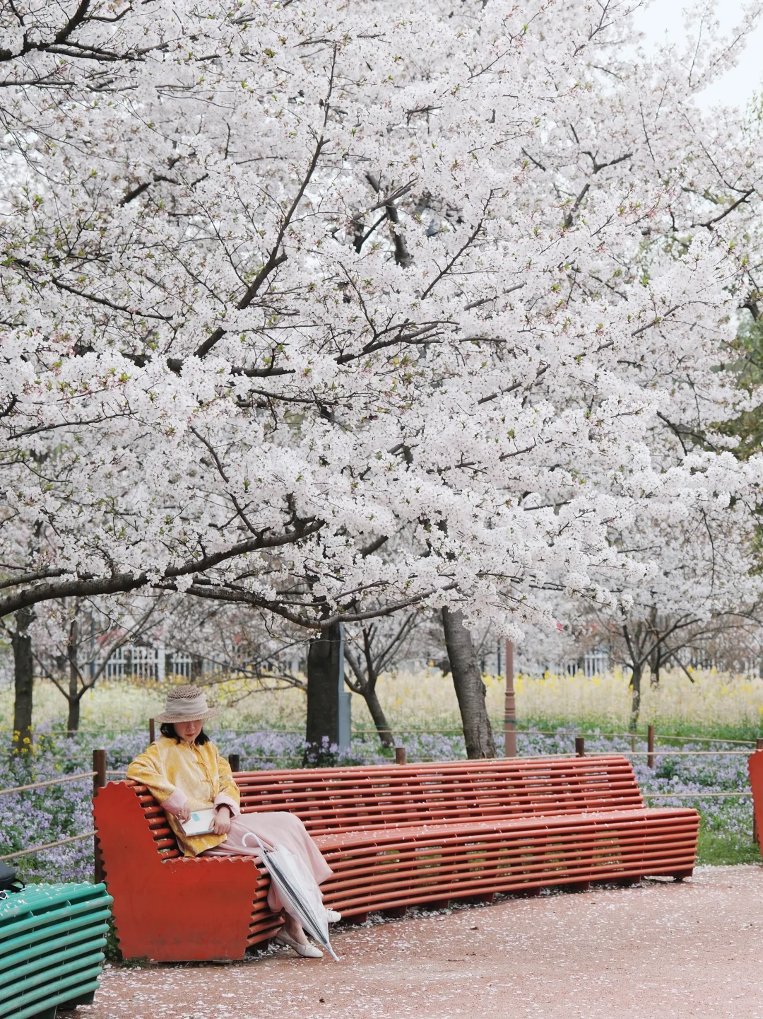 今天开园❗️我们什么时候去看樱园的樱花🌸