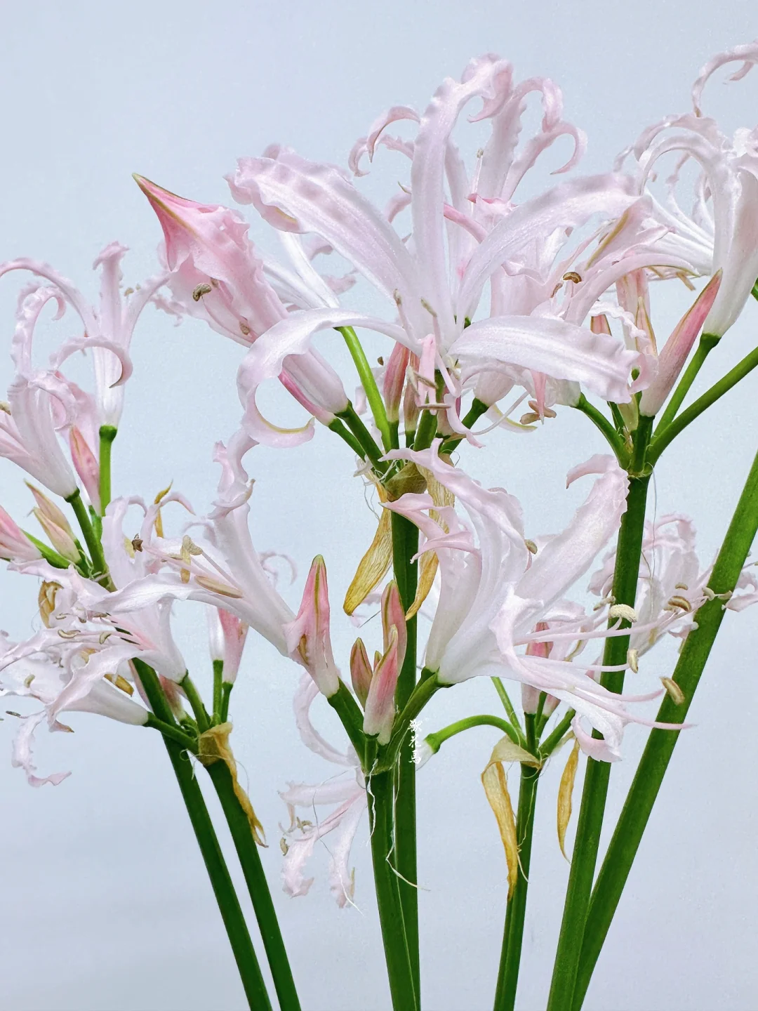 花材认识｜粉色石蒜