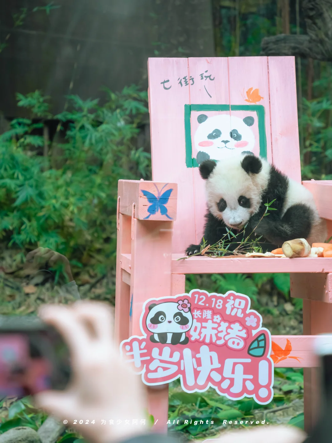 没想到！有生之年还能看熊猫🐼妹猪当店长⁉️