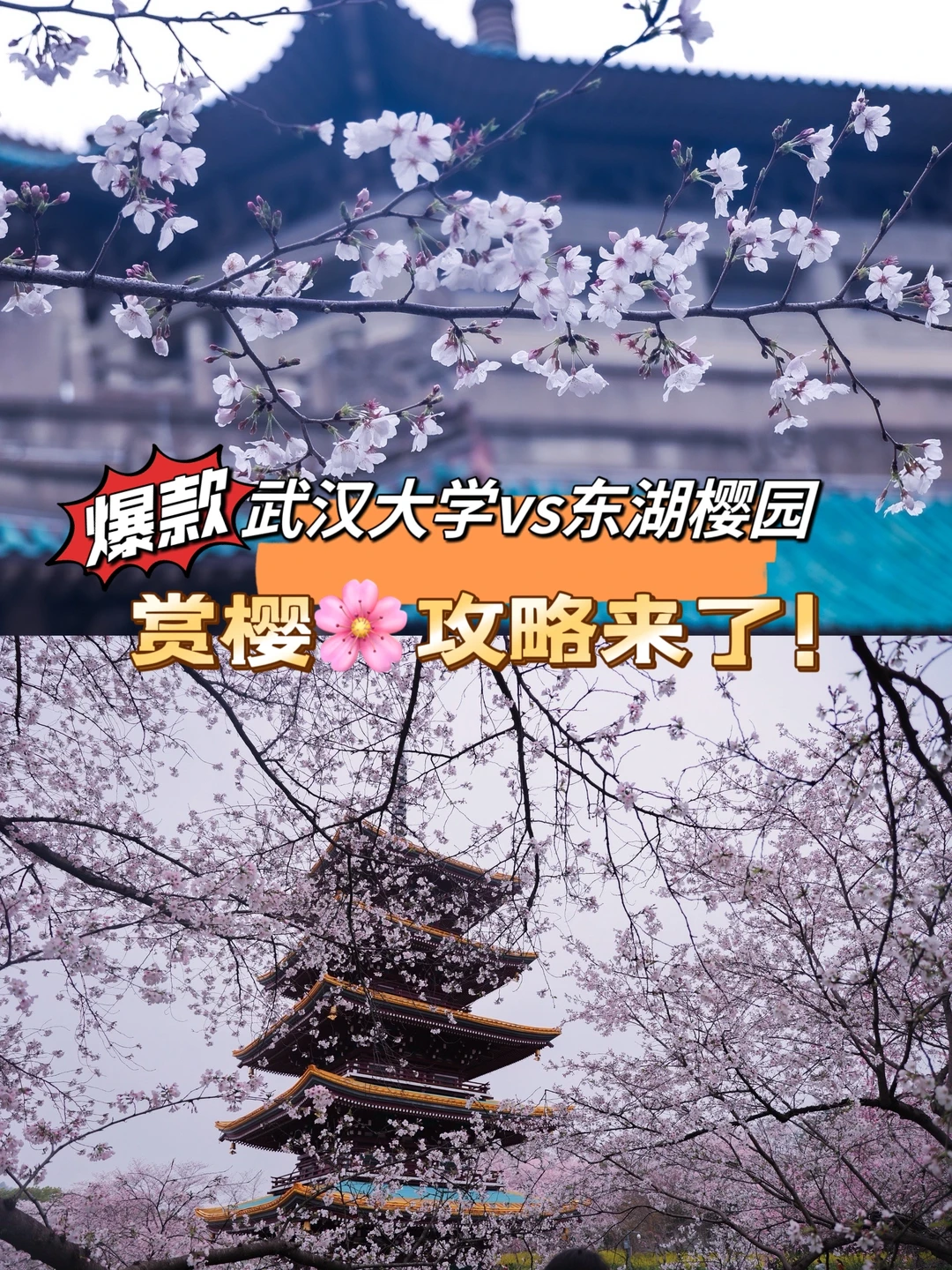 春游记🌸武汉大学vs东湖樱园🌸浪漫的烦恼
