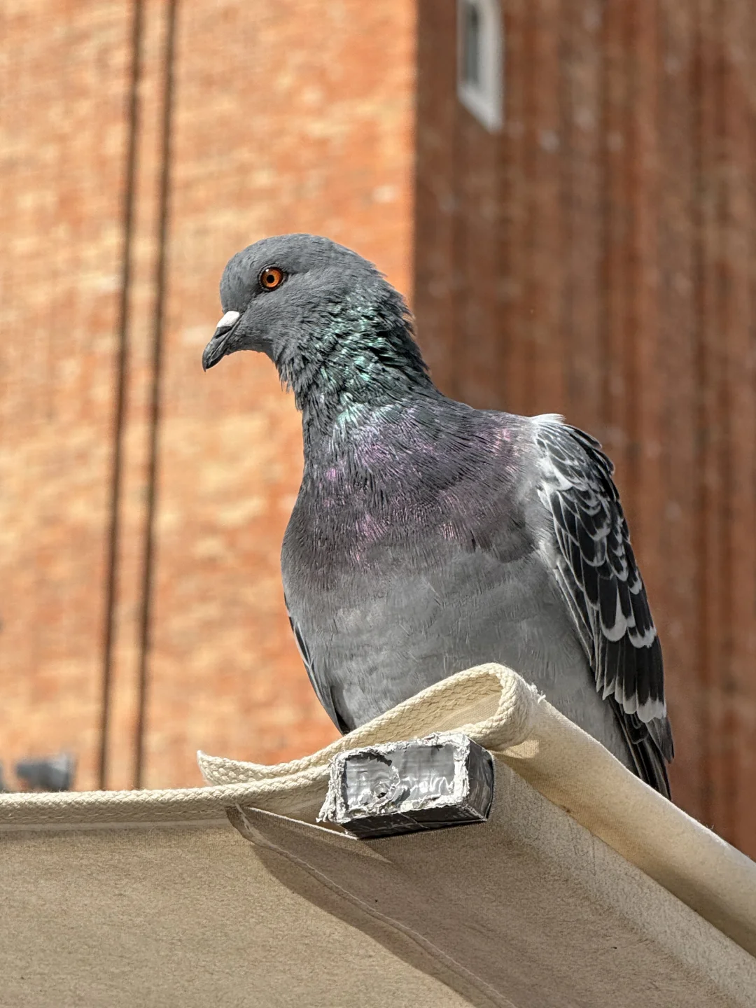我已经到了拍鸟的年龄🐦