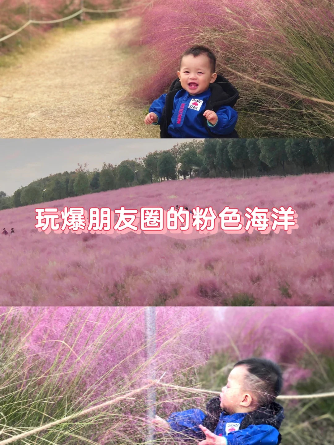 武汉遛娃第6站｜粉黛乱子草💕