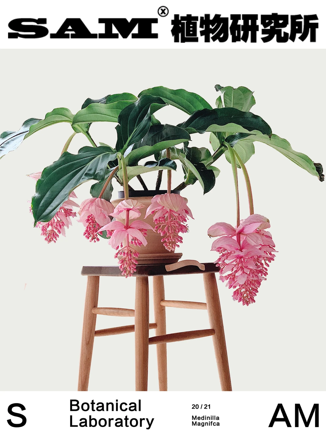 宝莲灯｜Medinilla magnifca