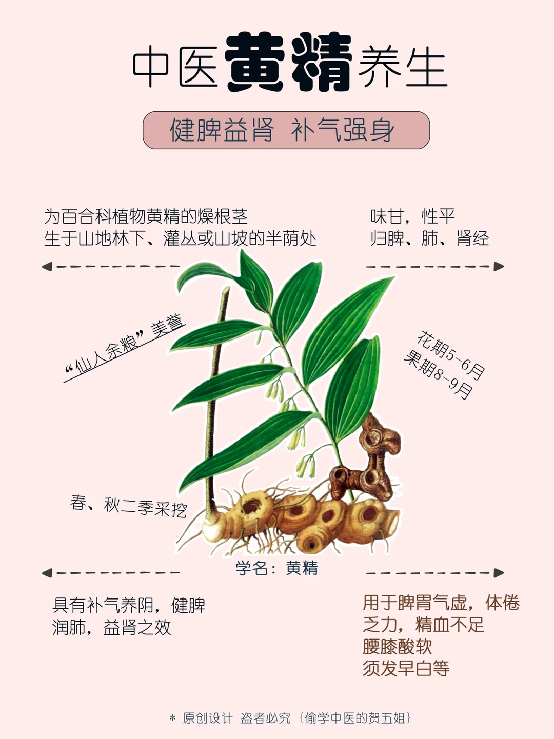 04养生课堂📝黄精🌿补肝肾健脾胃养气血🩸