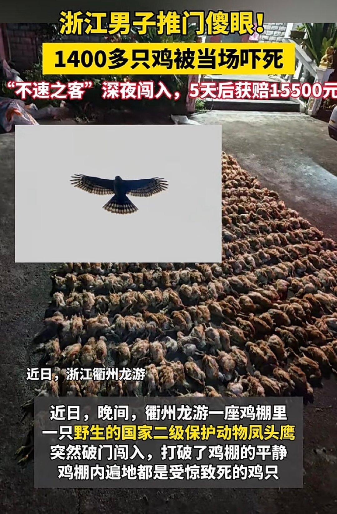 这就是天敌的厉害，做鸡做再久，进化多少代，还都是怕鹰🦅 ​