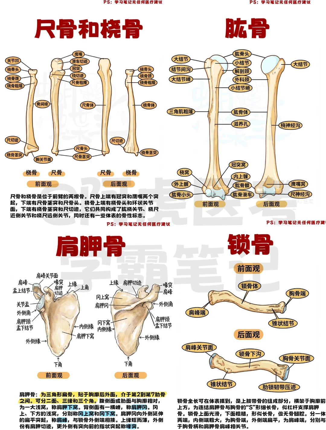 阿虎医考笔记：一张图记住上肢骨重要结构