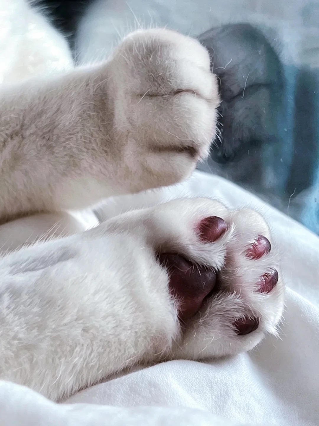 这一刻终于明白了养猫的意义～