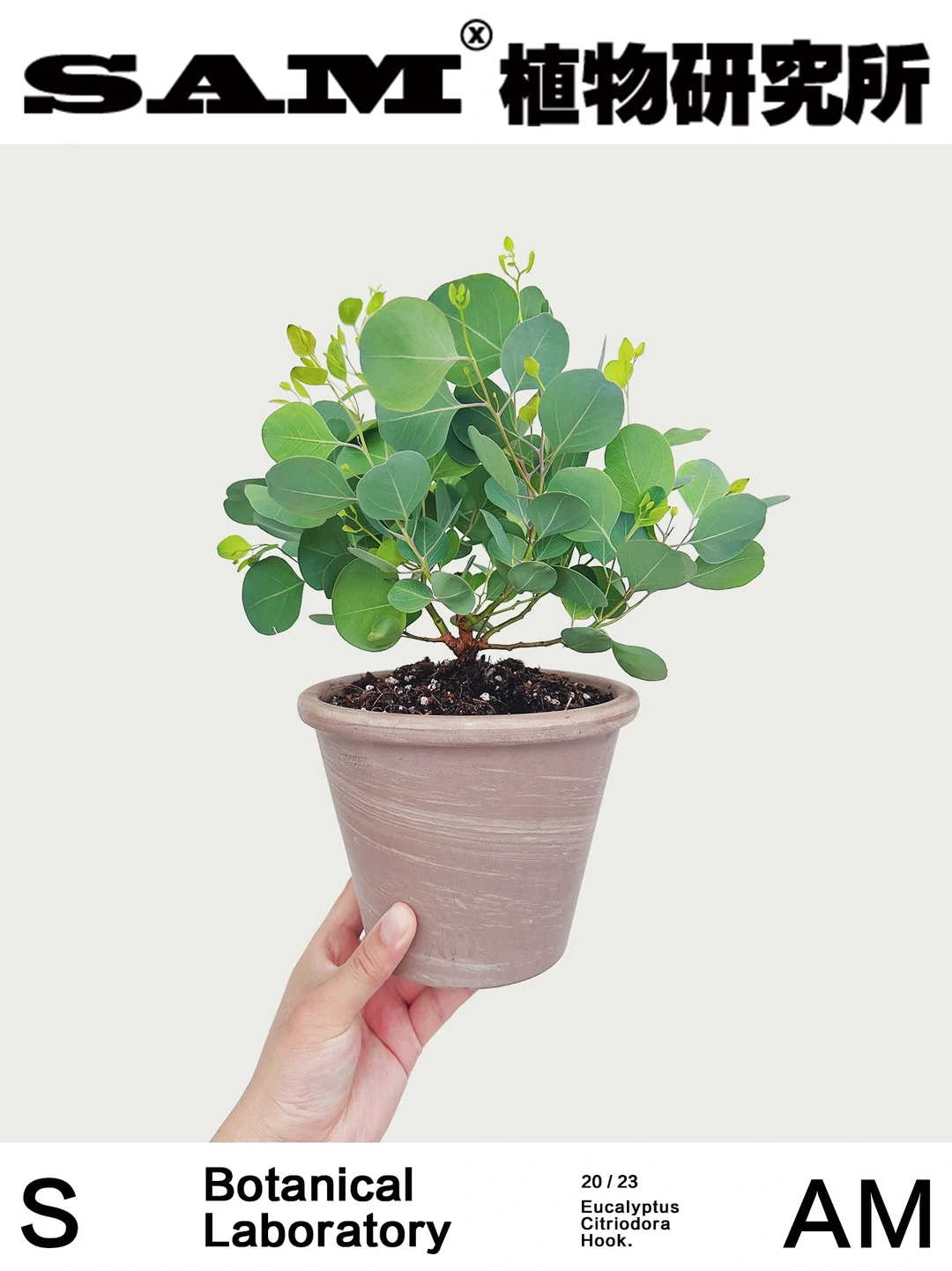 苹果桉｜Eucalyptus Gunnii Hook.f.