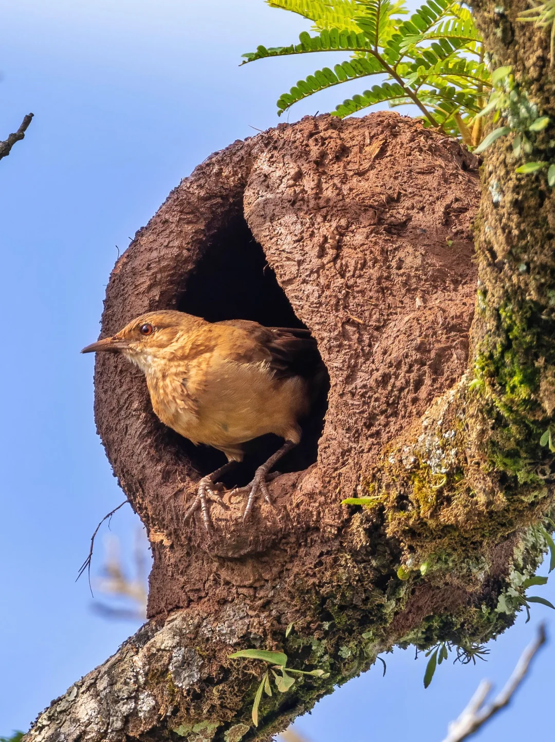 奇特的棕灶鸟用泥巴做的豪宅！