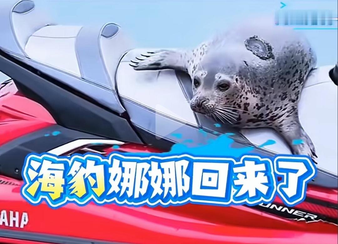 这“小妞儿”是真厉害！
      别误会，我说的这个“小妞儿”是网红斑海豹娜娜。
       娜娜是国家一级保护动物西太平洋斑海豹。2024年因洋流、台风迷路，从渤海漂流至广西北海受伤获救，后转运至大连康复，经野化训练后先后经历两次放归，就是不肯与同类为伍。
       第一次在大连三山岛海域