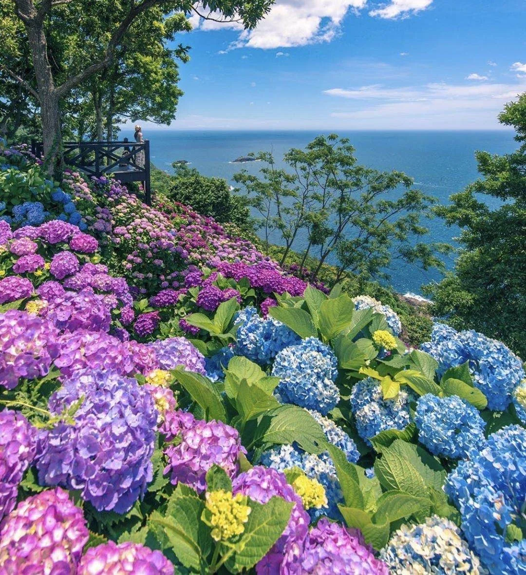 日本宫崎县|神仙美景桃源乡岬绣球花配大海