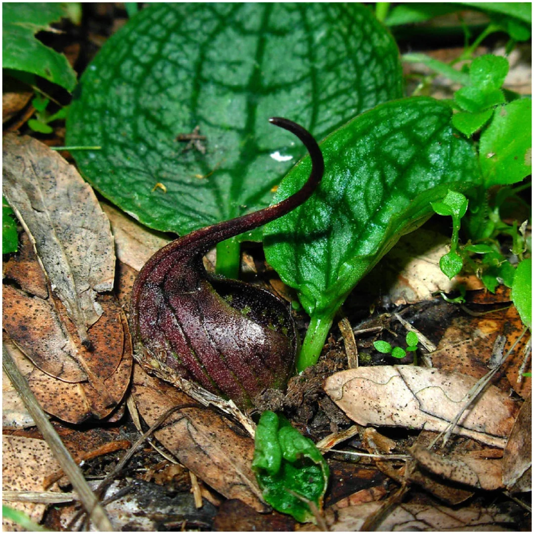 地中海最小天南星～小囊芋ambrosina bassii