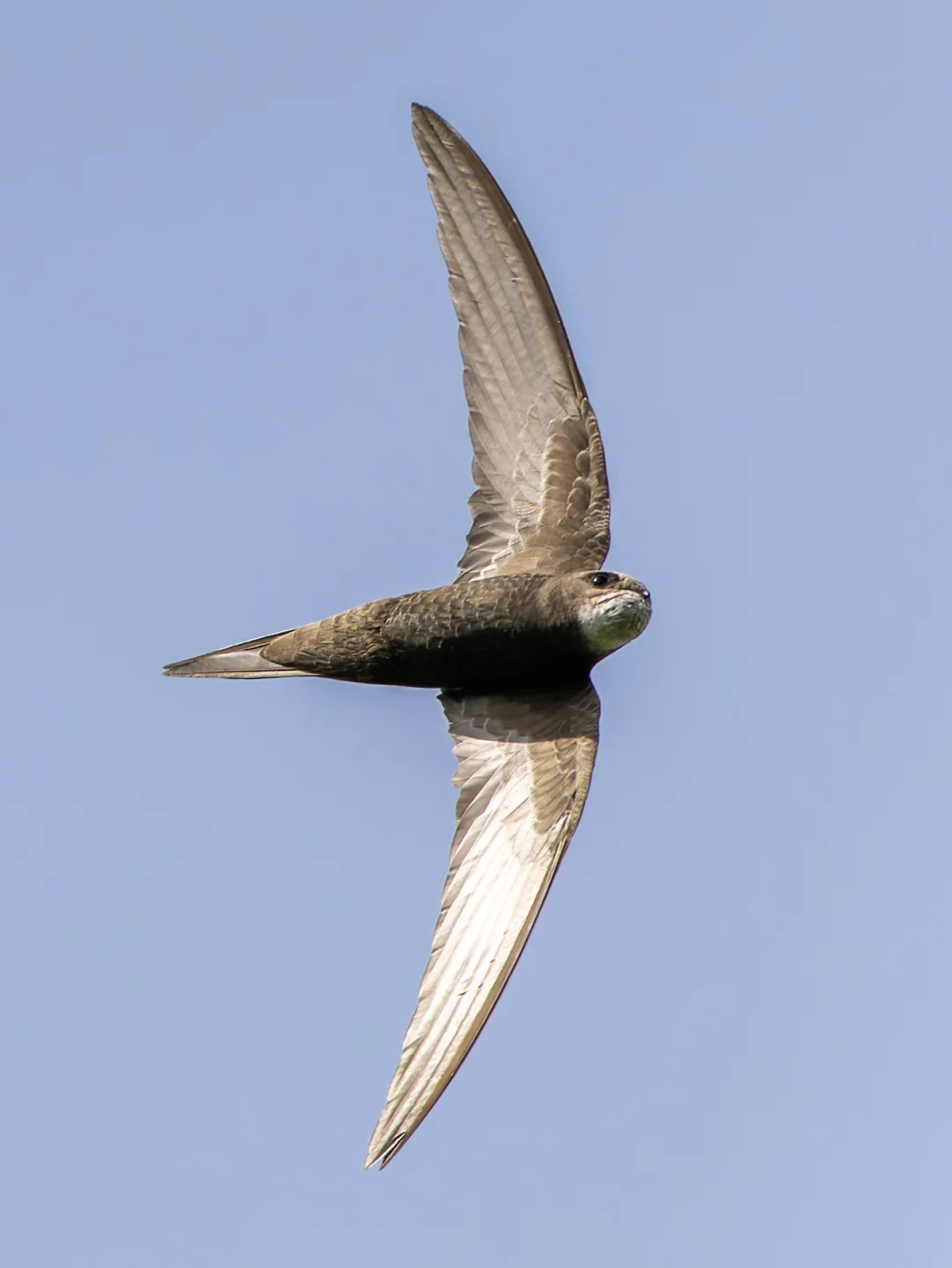 够了够了，嘴都塞不下啦！