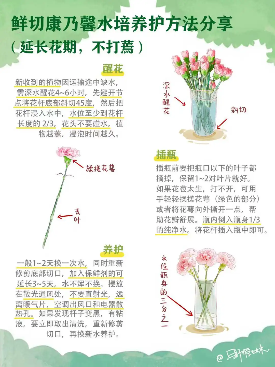 鲜切康乃馨水培养护方法