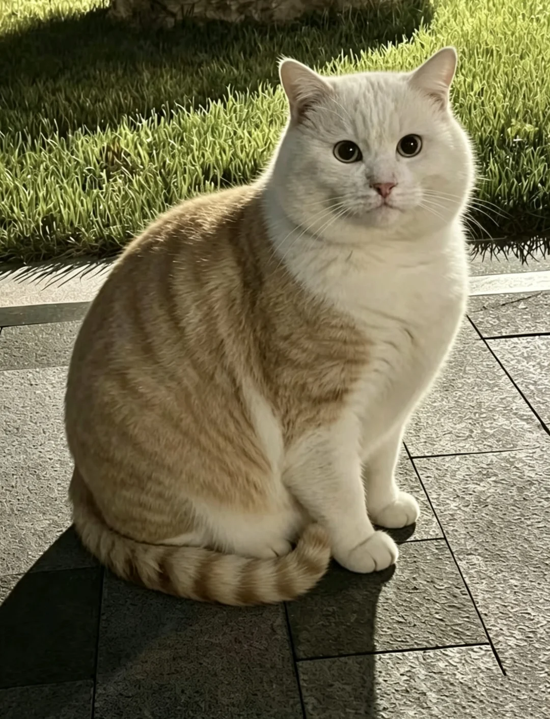 这猫怎么掉色了啊。。😂