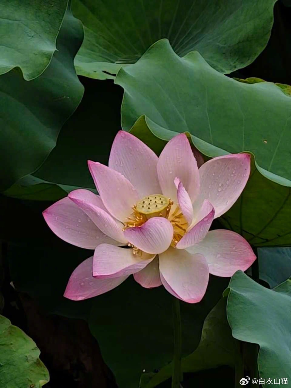 #降压疫苗要来了#来不来得了，还是个未知数！现在说这句话，为时尚早。很多媒体人，见风就是雨，喜欢夸大其词的文风，需要管管了！#中国超3.3亿人患高血压#

此前，武汉华纪元生物宣布，其研发的治疗性降压疫苗HJY-ATRQβ-001注射液Ⅰ期临床研究达成预设终点，即将启动II期临床。

这款产品的核心思路 ​