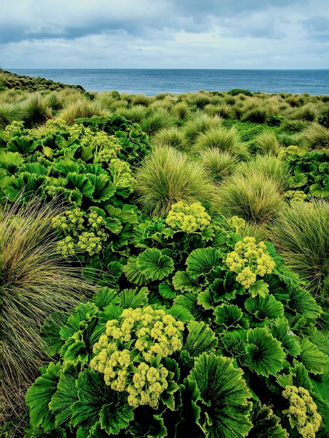 新西兰巨型植物“北极石杉”Stilbocarpa