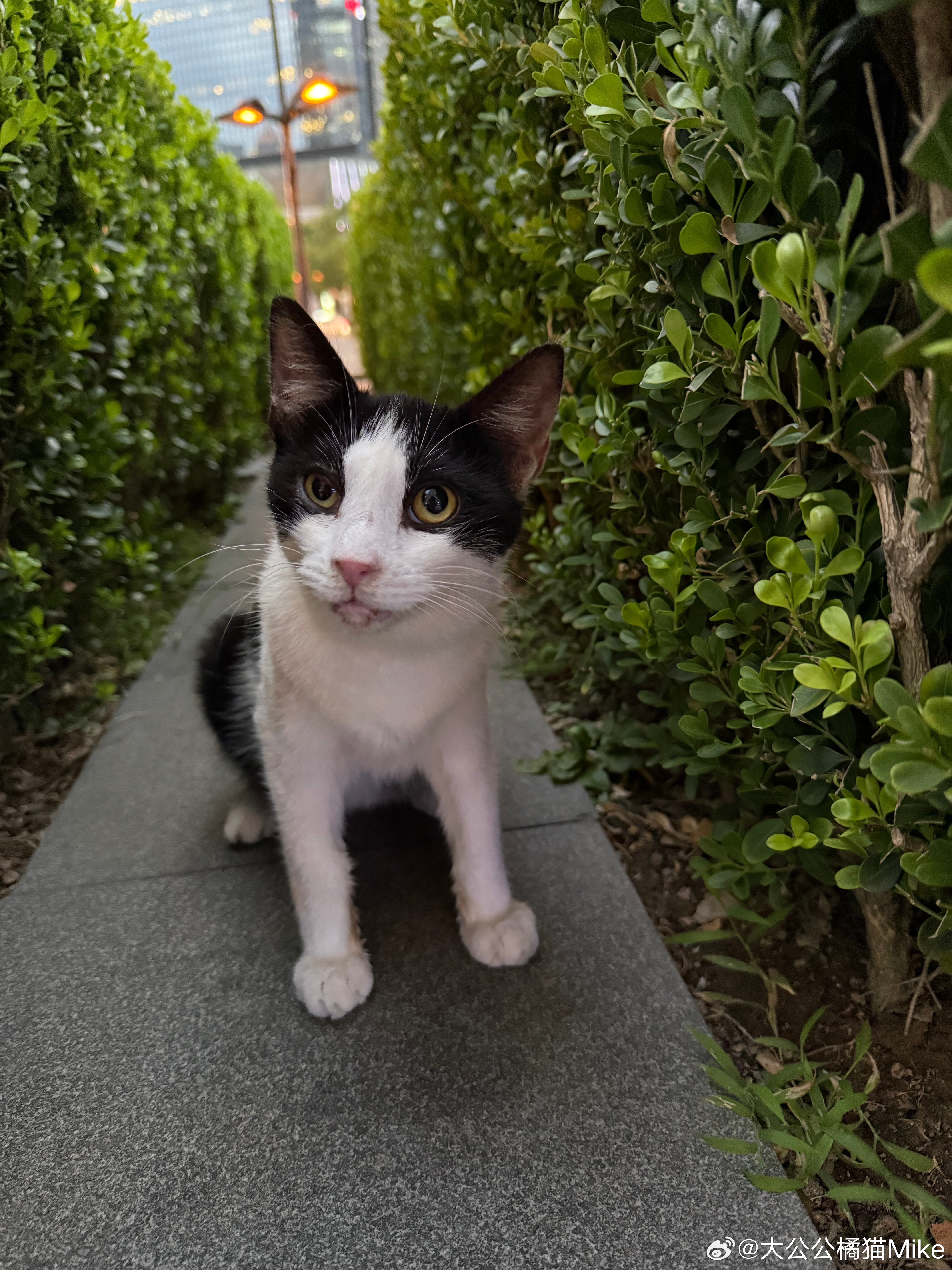 上海流浪猫流浪猫给麦粉们汇报下，中午小哥和小姐姐没碰到小奶牛，所以给它点眼药的计划推迟到晚上再进行了，我还是要等他们的更新，如果成功了明天我会和你们讲。那现在我们还是来看看小姐姐之前的供稿，拍到的是阿福、阿牛和小奶牛，还有好久不见的猫头鹰。好黏猫的小猫咪明明养的小猫怎么有小狗味冷脸萌小猫手段了得