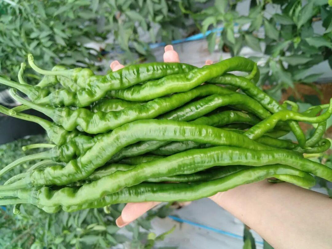 奏响致富新乐章】夏日时节，南宁市马山县林圩镇大塘村骄阳似火、沃野流翠。...
