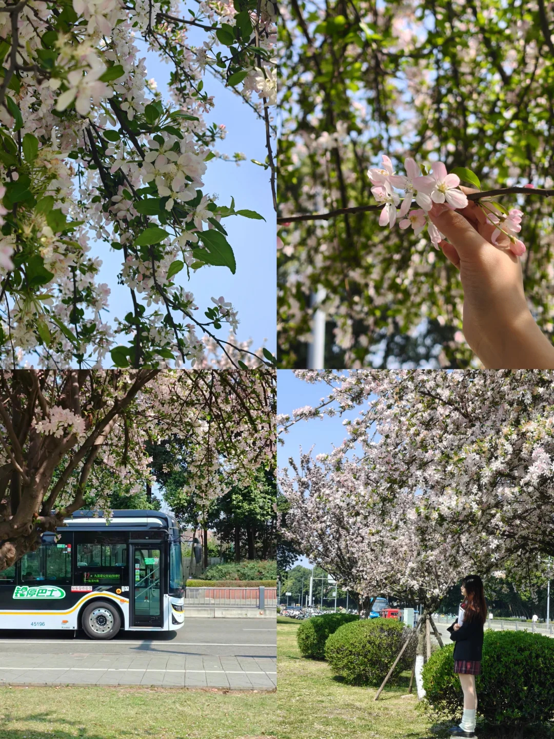 成都西门一片海棠树！人少巨唯美花瓣雨💐