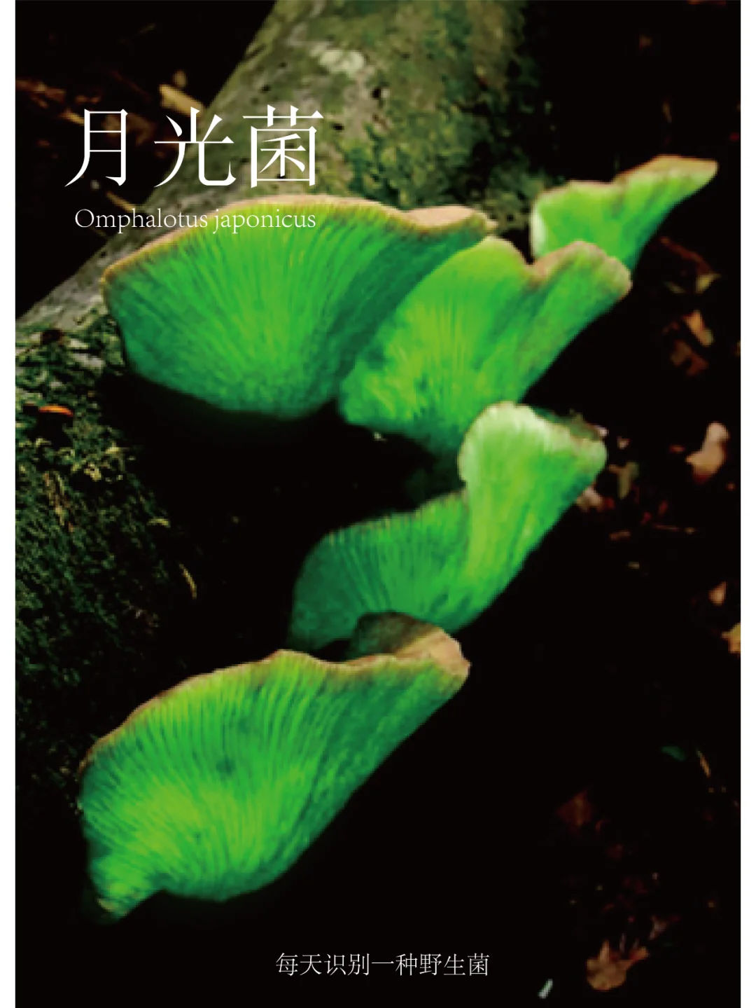 月光菌，夜晚会发光的剧毒野生菌