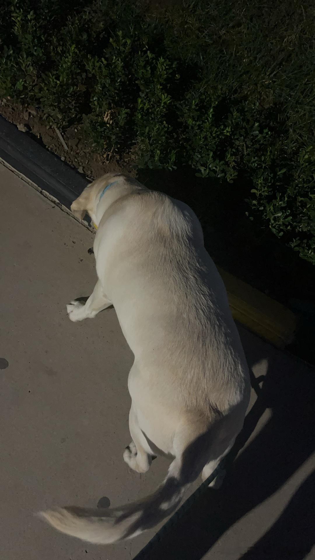 养🐶人就算是要在风很大的天气也得去遛🐶 ​​​