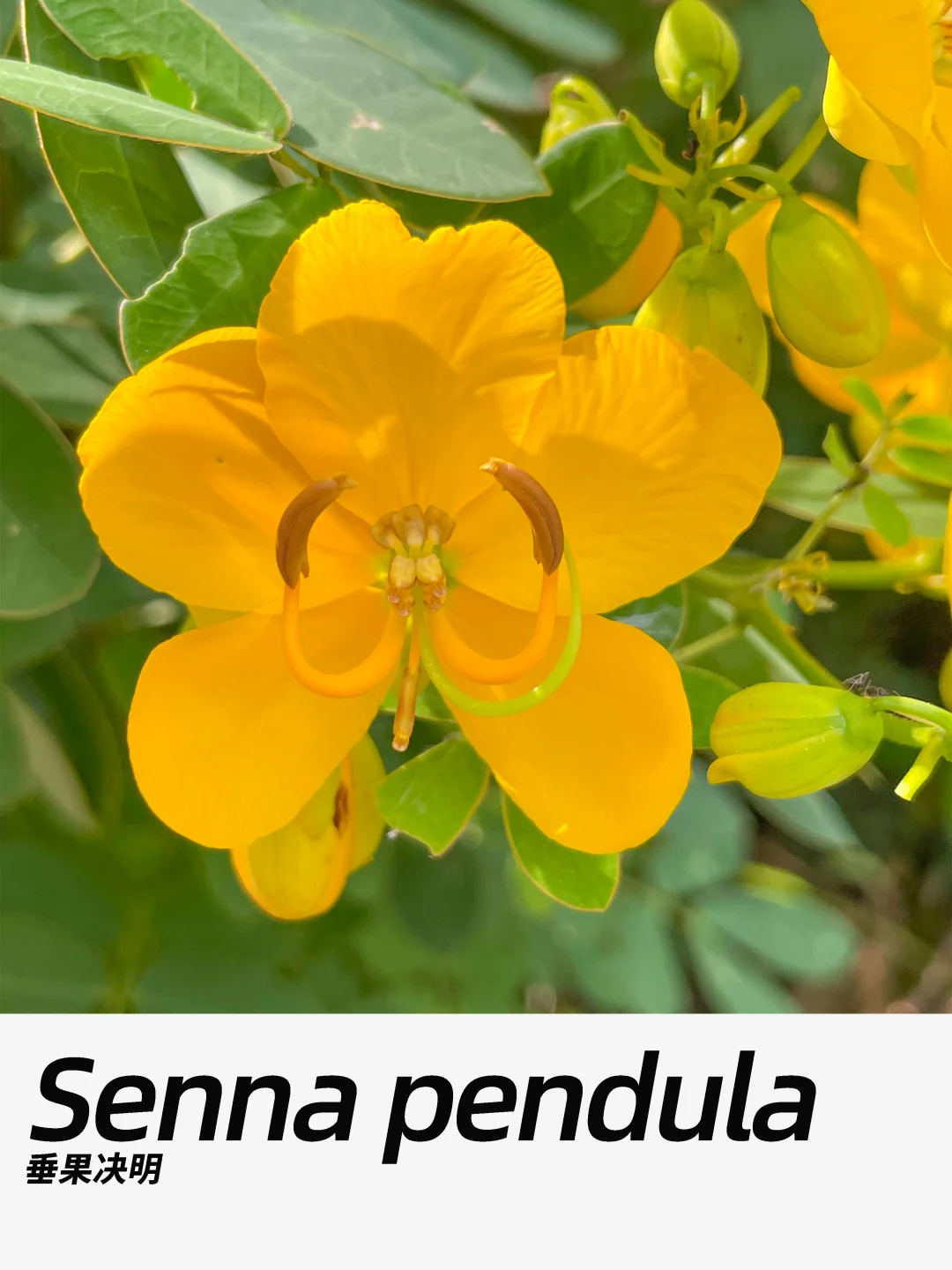 带你每天认识一种花材458｜垂果决明