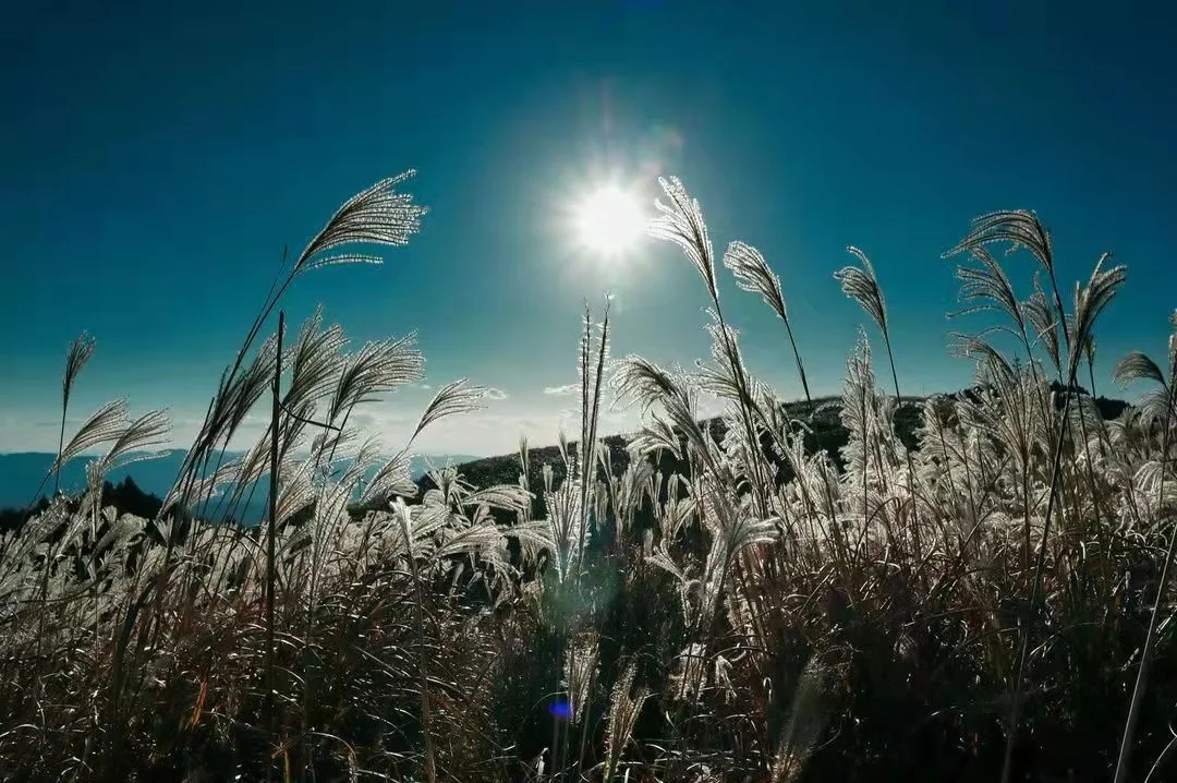 日本和歌山｜何时再见这美丽摇曳的芒草🌿