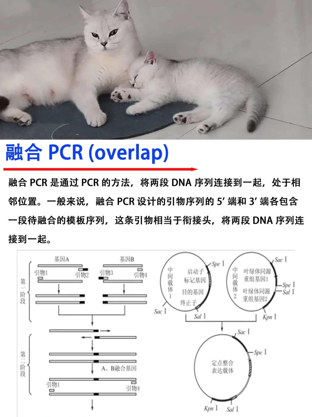 🔥融合PCR（overlap）｜技术分享