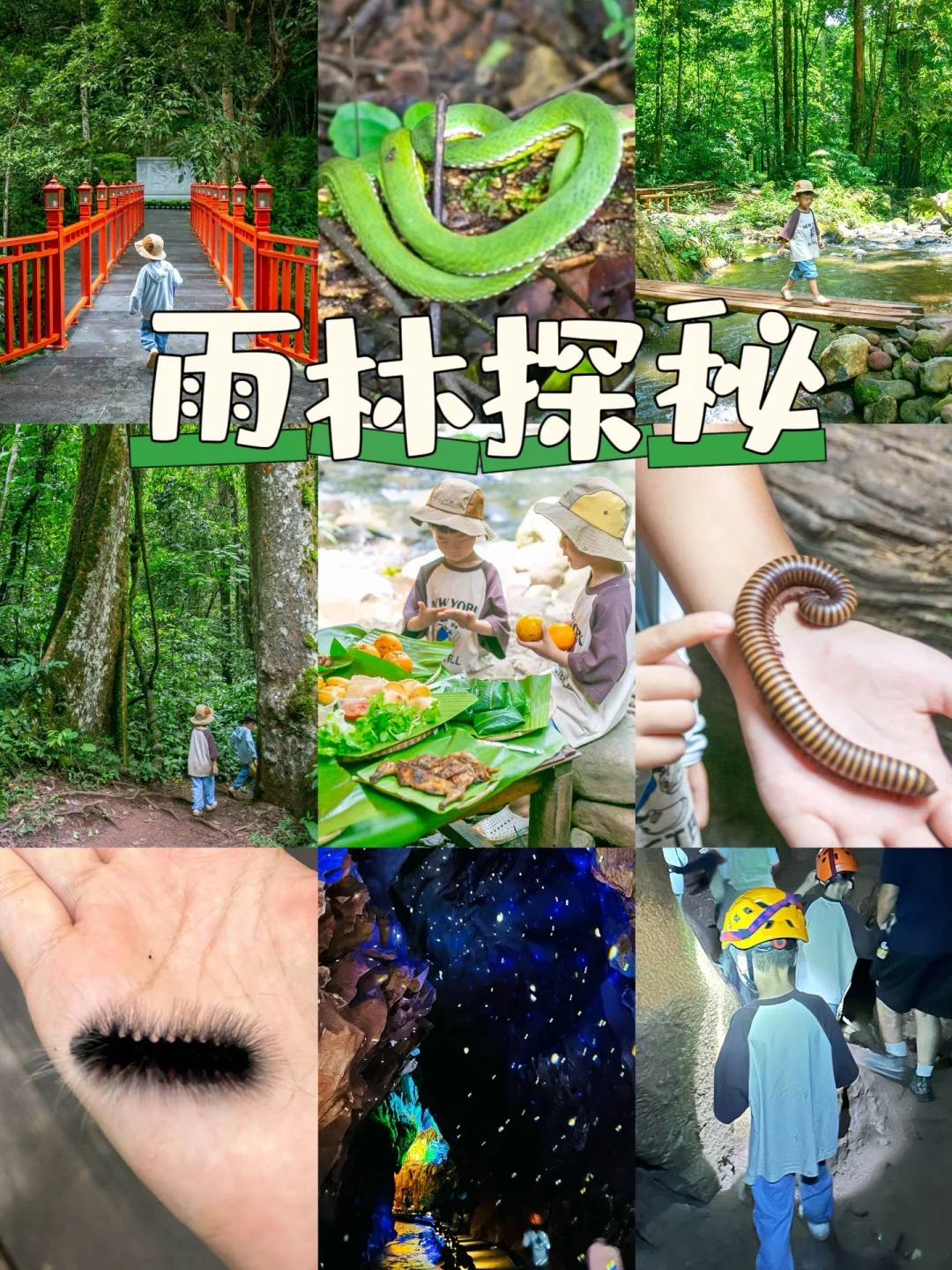 版纳4日旅行日记🌴穿行雨林的day1.2～live图