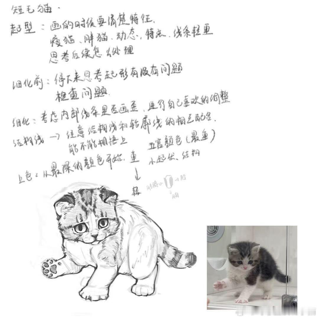 凶猛悍兔猫狗速写课打卡day19 短毛猫全身
做完补课的时候感觉自己开智了会画了突然get到海怪的铅笔了
今天睡醒感觉又不行了，难道是画布大小的问题，画小小的会更顺手？
#凶猛悍兔##凶猛悍兔速写# ​​​