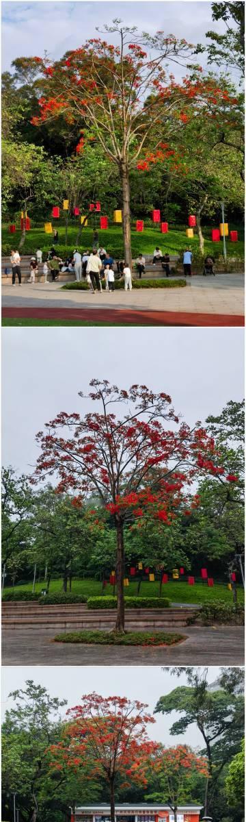 一棵凤凰木的4月29日和5月8日（图一）。五一前看到天河公园那些种植多...
